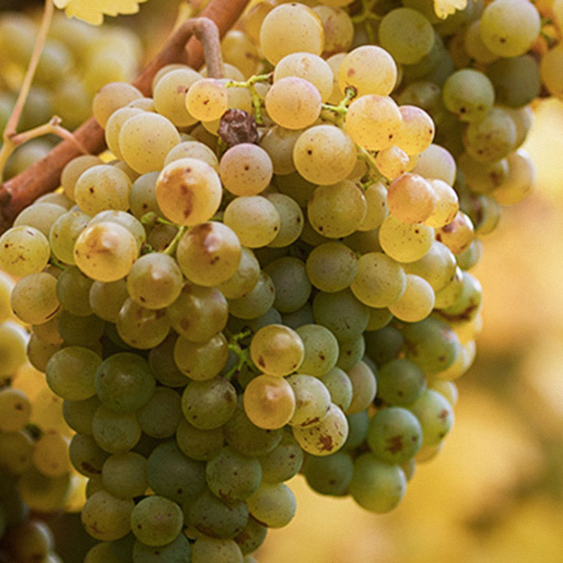 auslese teaser