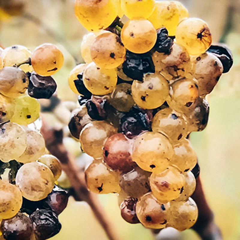 beerenauslese teaser