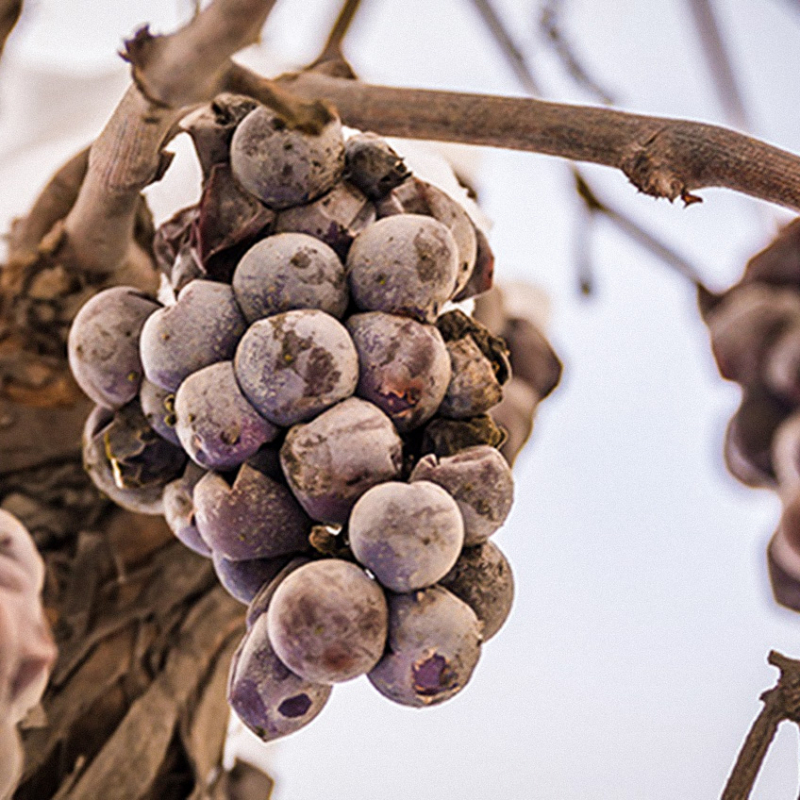 eiswein teaser