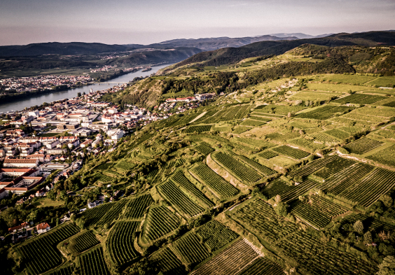 Weingut Stadt Krems 04 Wachtberg