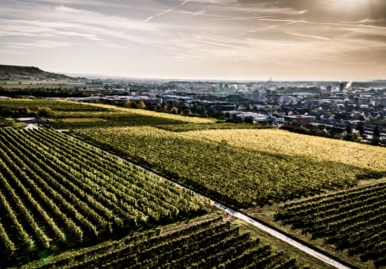 Weingut Stadt Krems 05 Weinzierlberg