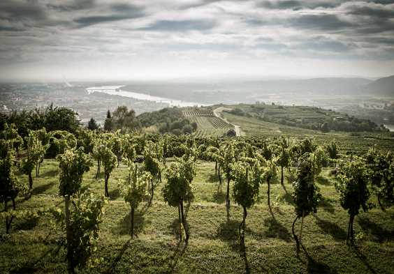 Weingut Stadt Krems 07
