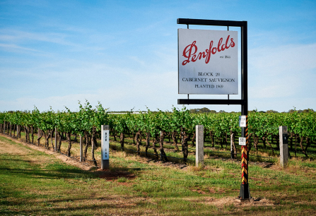 Weinberg mit rows von Rebstöcken und einem Schild unter blauem Himmel.