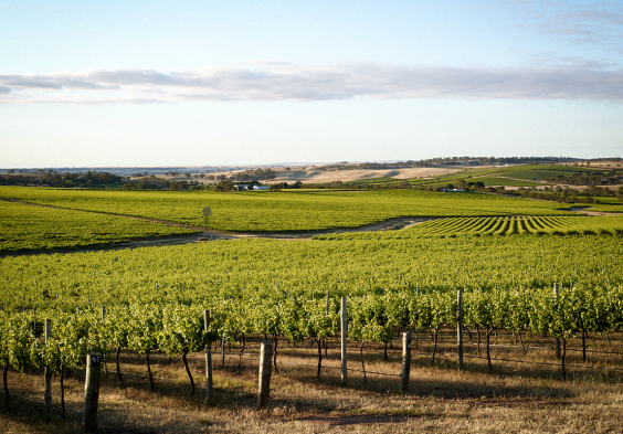 penfolds 04