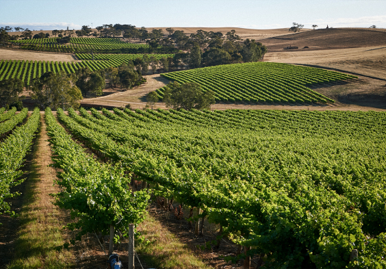 penfolds 10