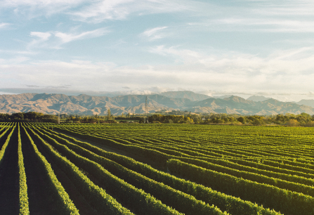 Weinberg mit grünen Rebreihen vor malerischen Bergen und blauem Himmel.