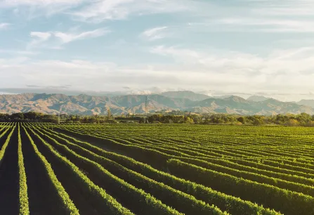 Weinberg mit grünen Rebreihen vor malerischen Bergen und blauem Himmel.