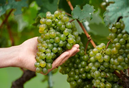 Hand hält eine saftige Traube am Rebstock im Weinberg.