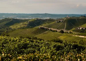 Hügelige Weinlandschaft mit grünen Reben und verstreuten Häusern unter blauem Himmel.