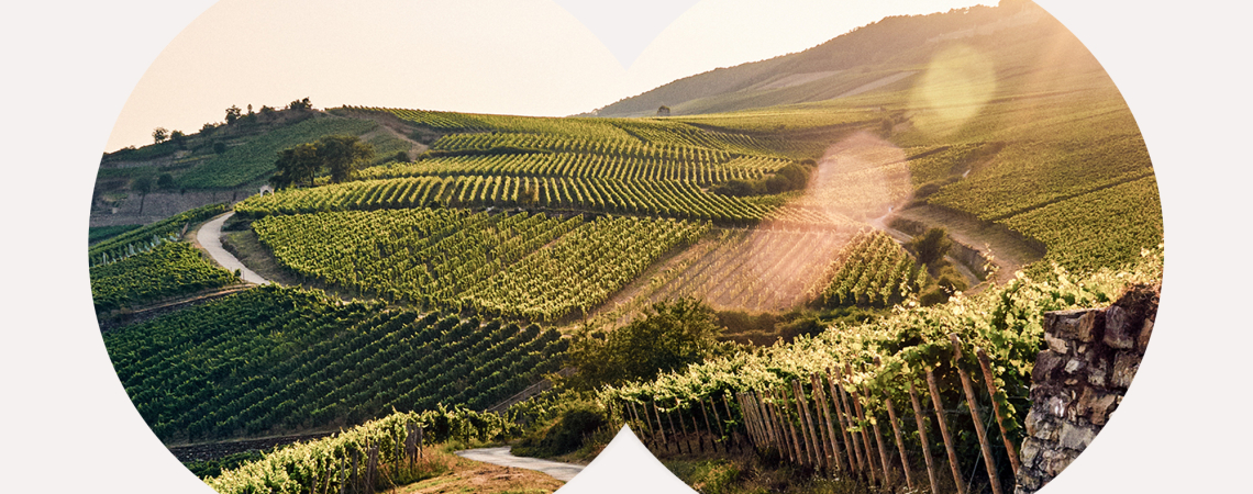 Weinberge bei Sonnenuntergang, mit sanften Hügeln und warmem Licht.