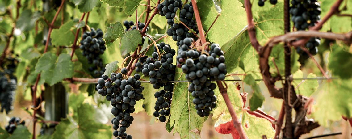 weingut des monats