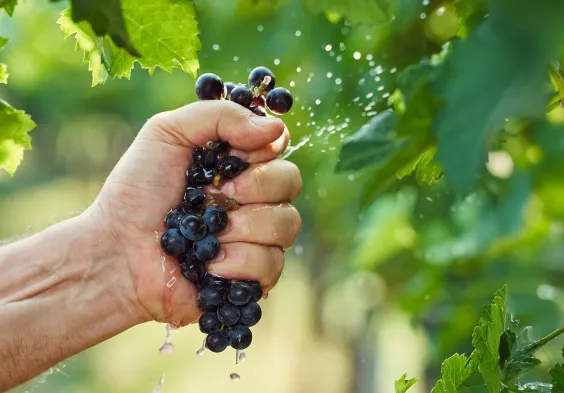 gernot heinrich trauben