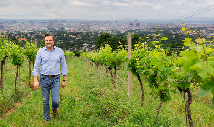 Mann im Hemd spaziert durch Weinberg mit Stadt im Hintergrund.