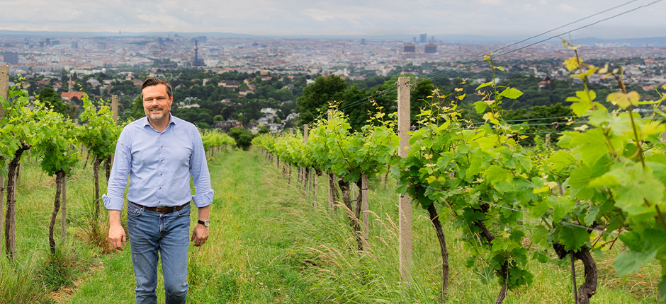 Mann in blauer Hemd wandert durch grünen Weinberg mit Stadt im Hintergrund.